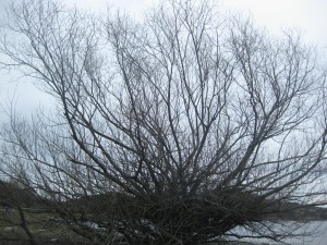 El Árbol sin la Ciencia.